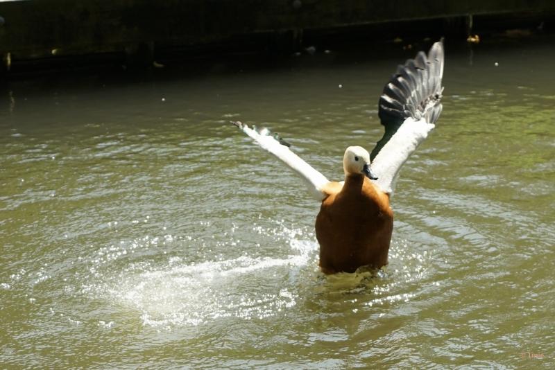 bdFoto 14.JPG - Born kasteelpark